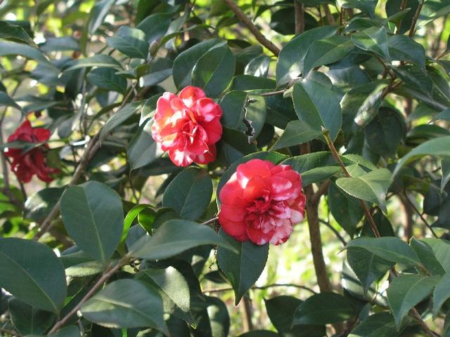 Camellia_029.JPG