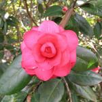Camellia_043.JPG