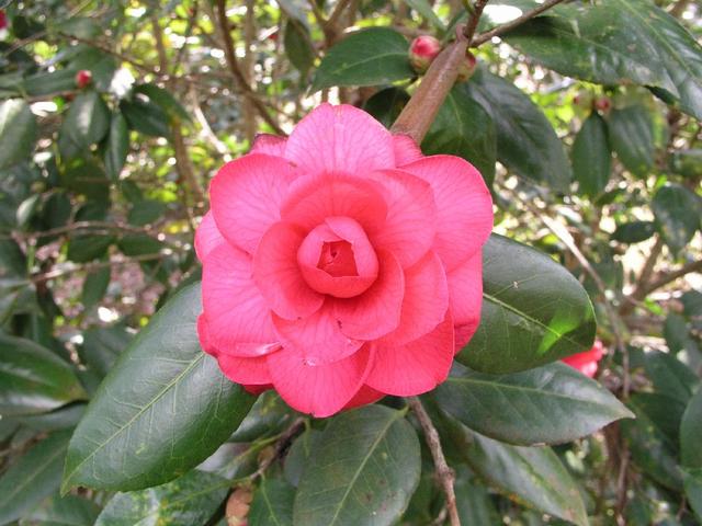 Camellia_043.JPG