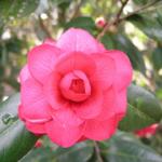 Camellia_045.JPG