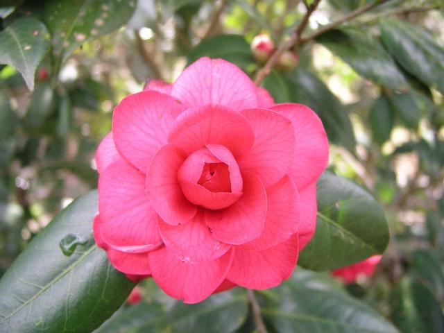 Camellia_045.JPG