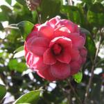 Camellia_046.JPG