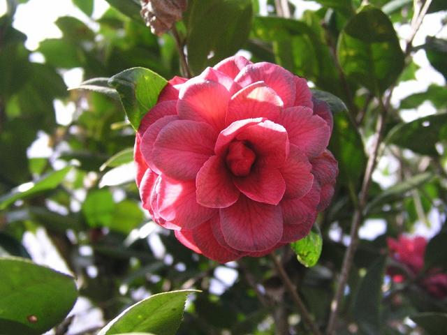 Camellia_046.JPG
