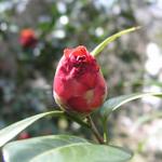 Camellia_047.JPG