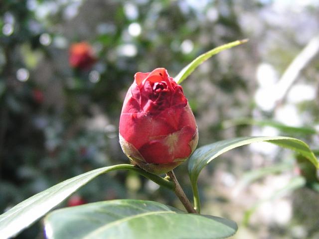 Camellia_047.JPG