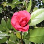 Camellia_050.JPG