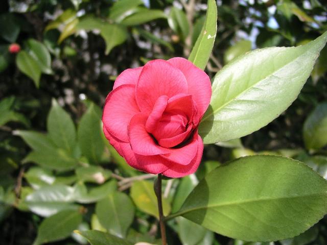 Camellia_050.JPG