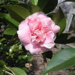 Camellia_051.JPG