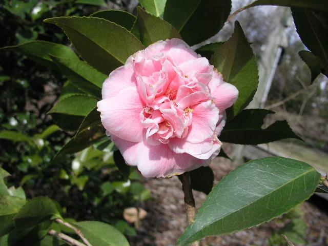Camellia_051.JPG
