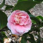 Camellia_052.JPG