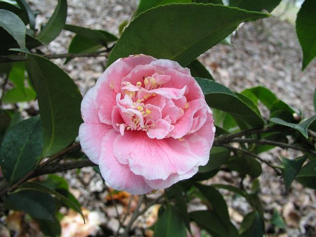 Camellia_052.JPG