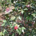 Camellia_055.JPG