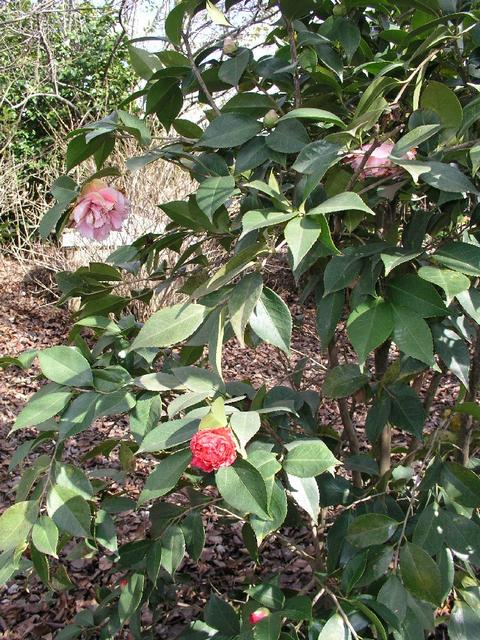 Camellia_055.JPG