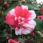 Camellia_056.JPG