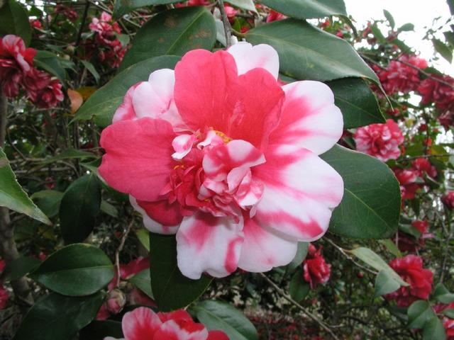 Camellia_056.JPG