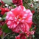 Camellia_057.JPG