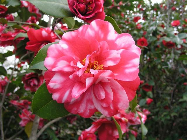 Camellia_057.JPG