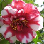 Camellia_058.JPG