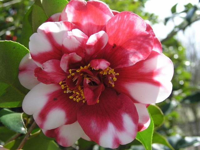 Camellia_058.JPG