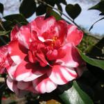 Camellia_059.JPG