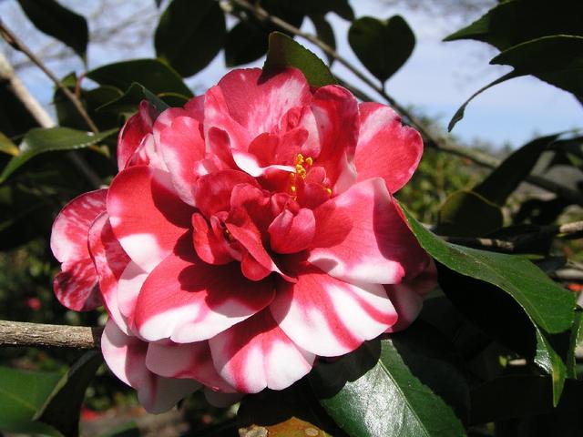 Camellia_059.JPG