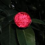 Camellia_066.JPG