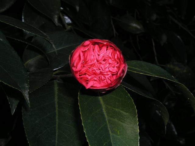 Camellia_066.JPG