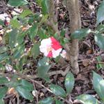 Camellia_068.JPG