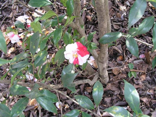 Camellia_068.JPG
