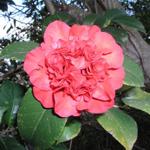 Camellia_069.JPG