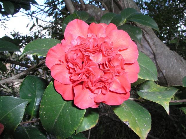 Camellia_069.JPG