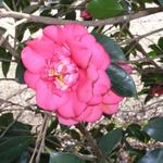 Camellia_070.JPG