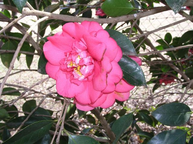 Camellia_070.JPG