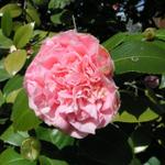 Camellia_077.JPG