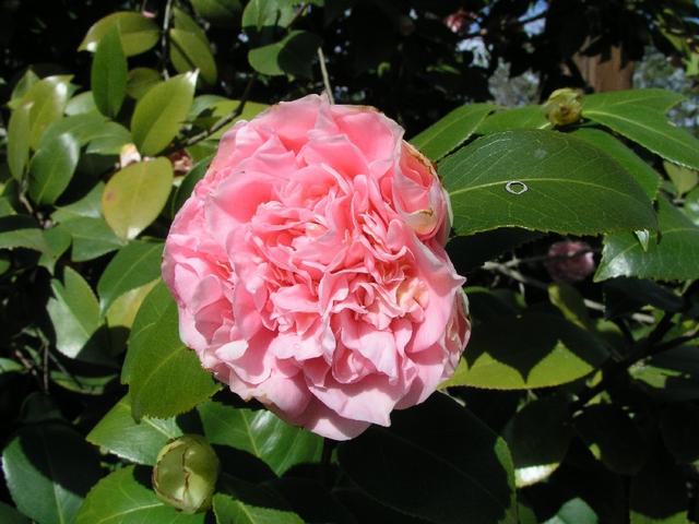 Camellia_077.JPG