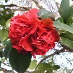 Camellia_080.JPG