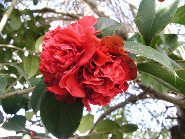 Camellia_080.JPG