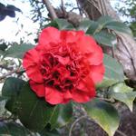 Camellia_083.JPG