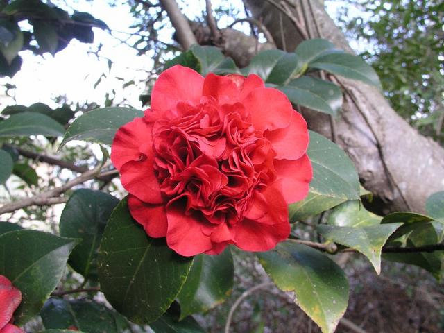 Camellia_083.JPG