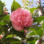 Camellia_086.JPG