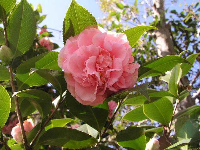 Camellia_086.JPG