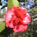 Camellia_088.JPG