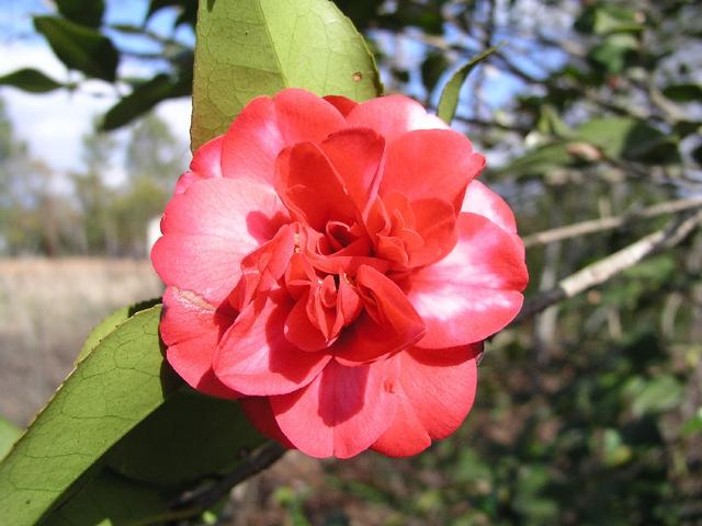 Camellia_088.JPG