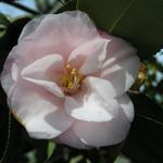 Camellia_090.JPG