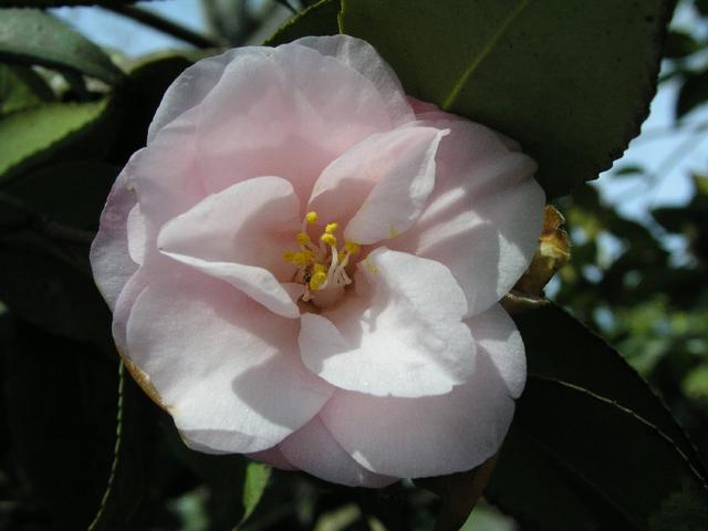 Camellia_090.JPG
