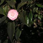Camellia_094.JPG