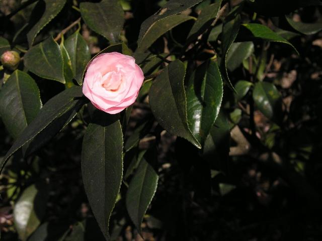 Camellia_094.JPG