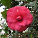 Camellia_122.JPG