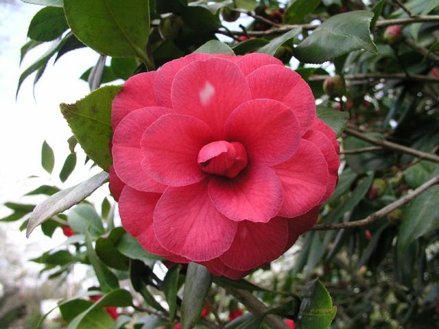 Camellia_122.JPG