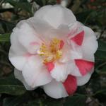 Camellia_144.JPG